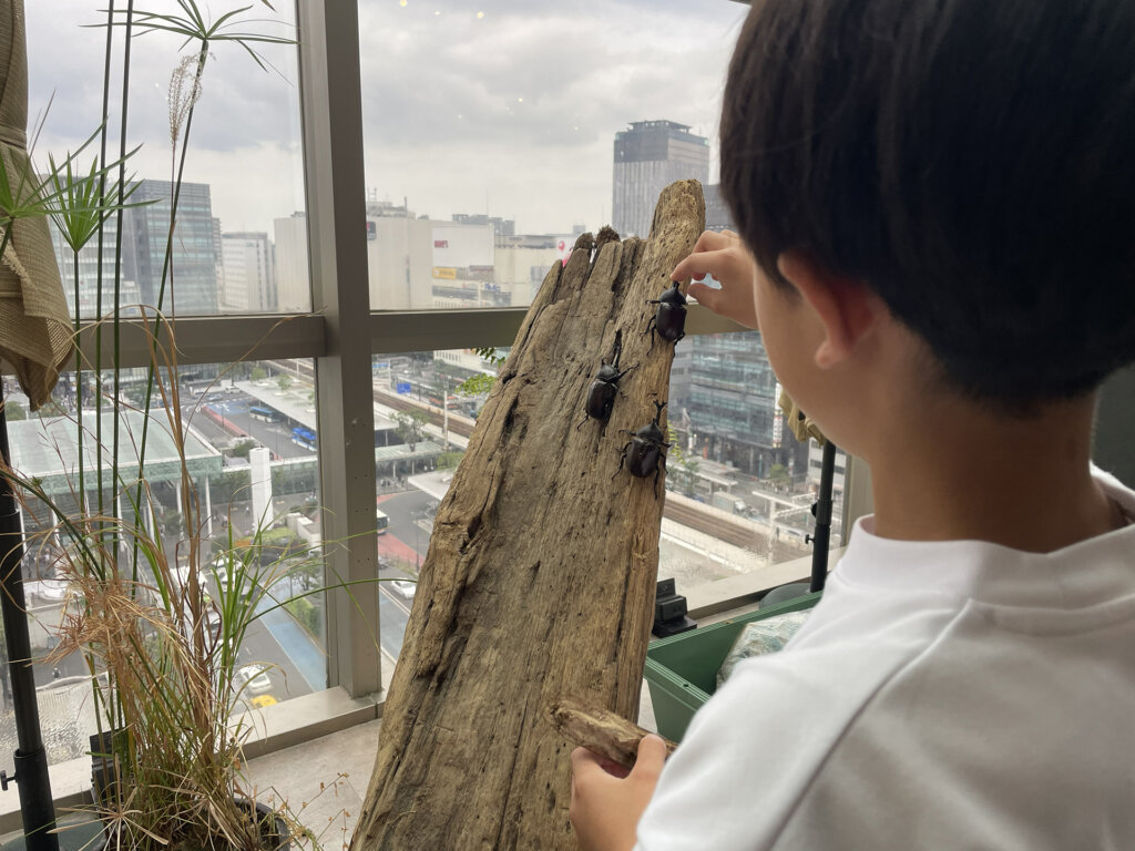 カブトムシ&クワガタと触れ合い子ども