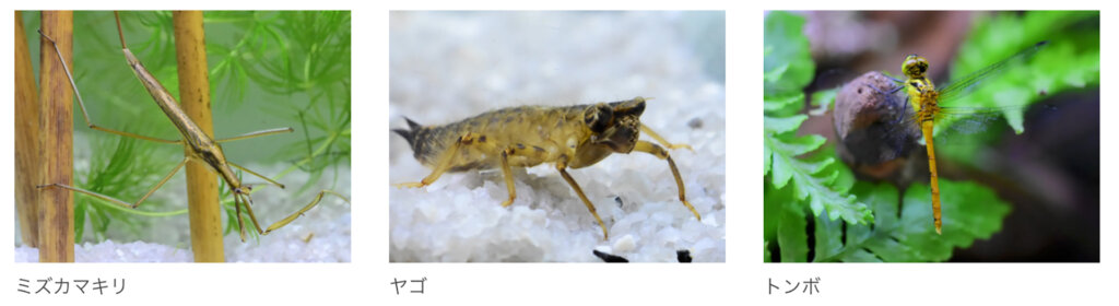 川であえる昆虫たち