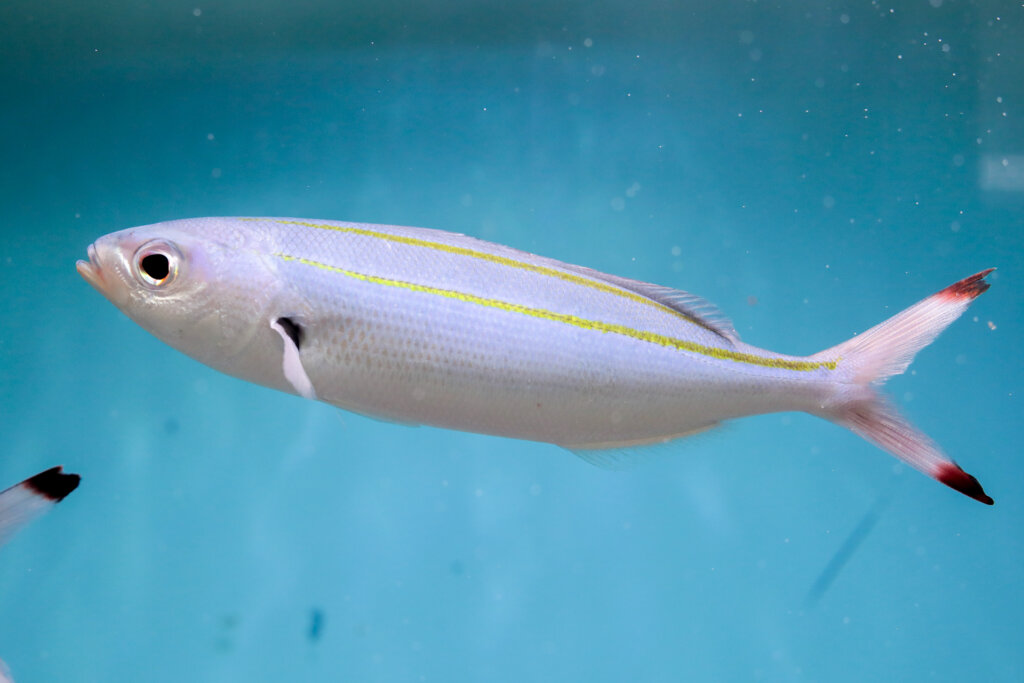 沖縄県魚「タカサゴ(グルクン)」