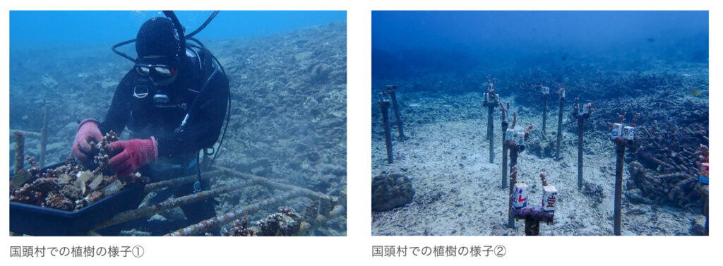 沖縄の海で珊瑚の植樹をするダイバー