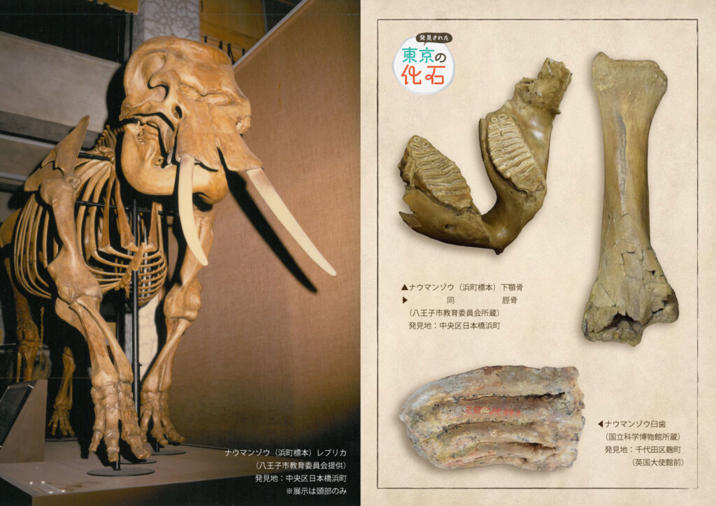 特別展「発見された東京の化石」展示化石 マンモス