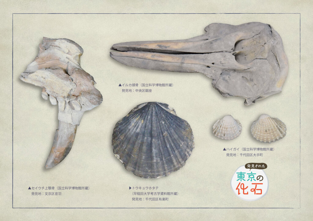 特別展「発見された東京の化石」展示化石 イルカ セイウチ