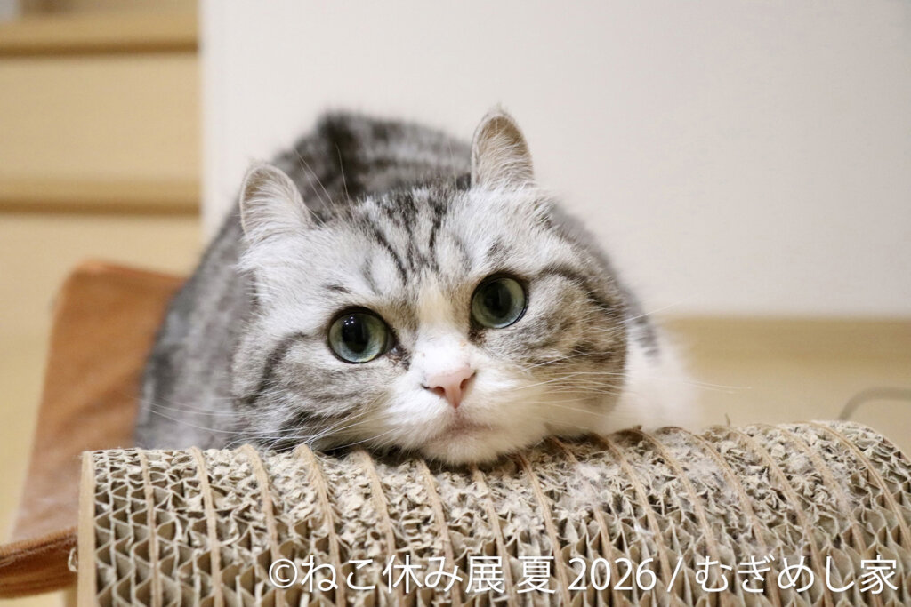 ねこ