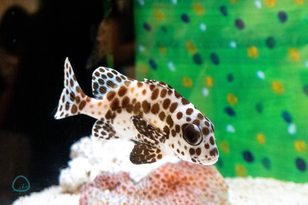 エリックカール いのちの色 ドット柄の魚