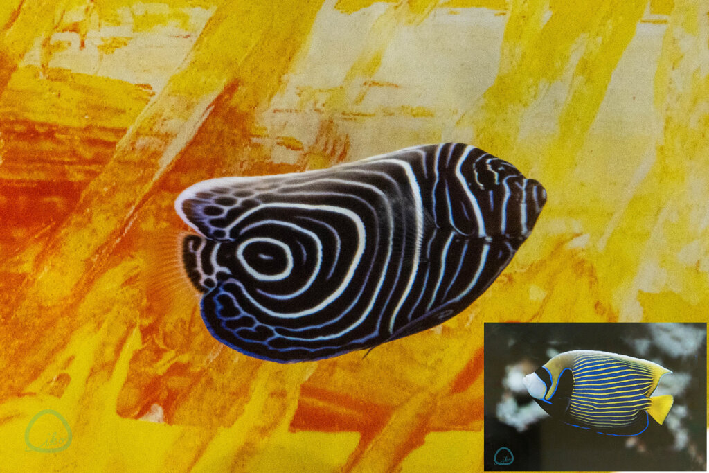 エリックカール いのちの色 真だら模様の魚