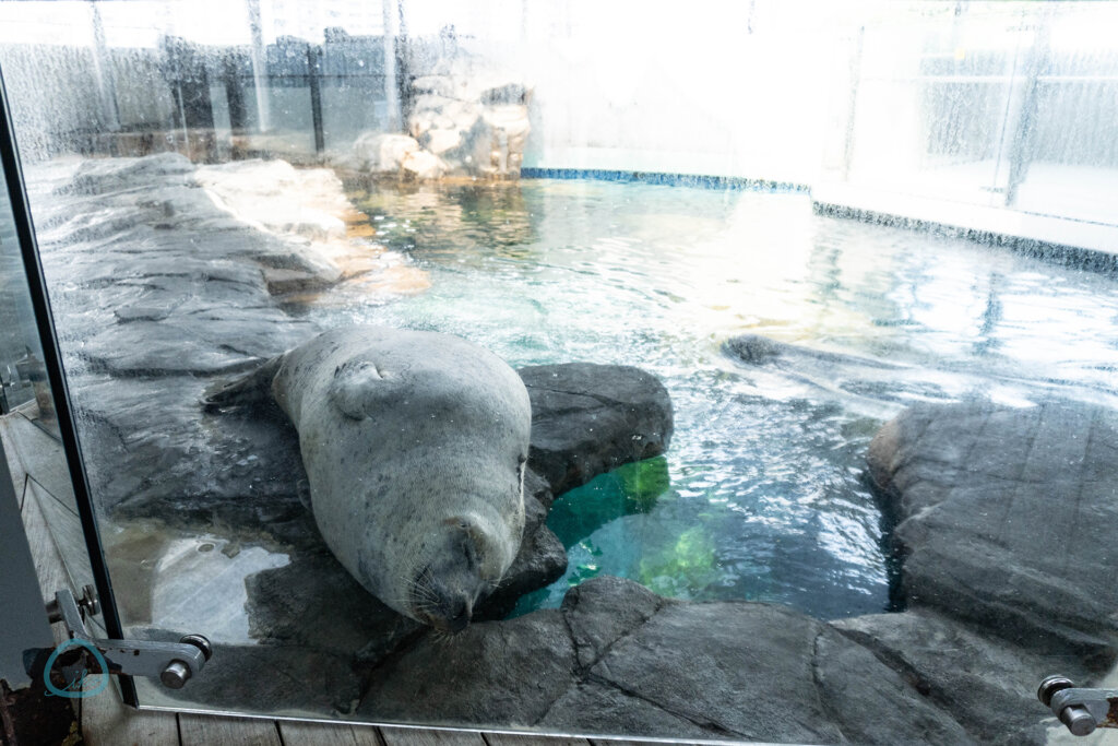 しながわ水族館 館内風景 アザラシ