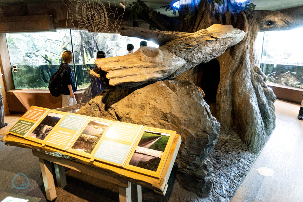 しながわ水族館 川の様子 巨大な木のオブジェ