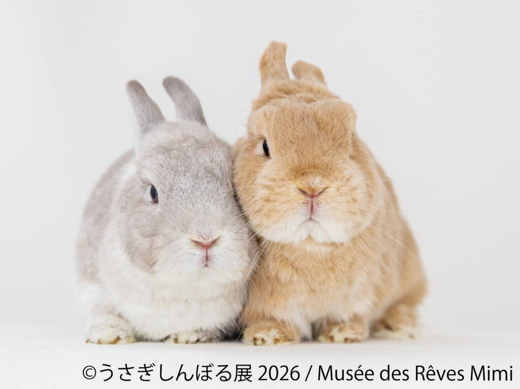 グレーとベージュのもこもこうさぎ