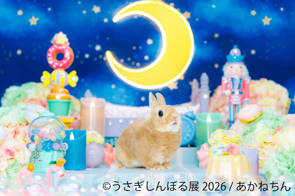 月夜に見せられるうさぎ