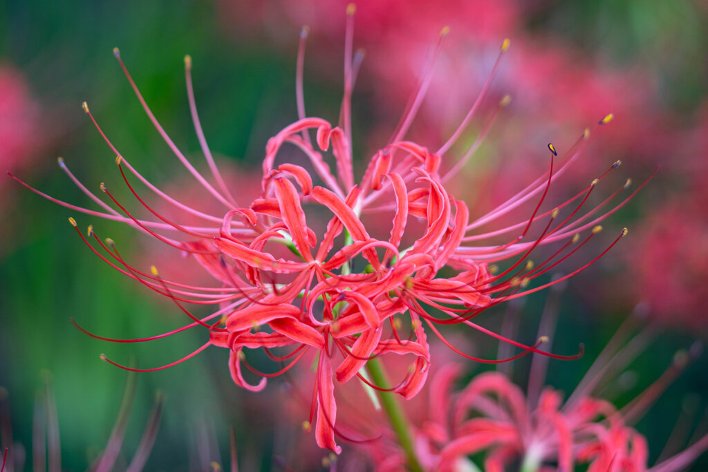 曼珠沙華の赤い花