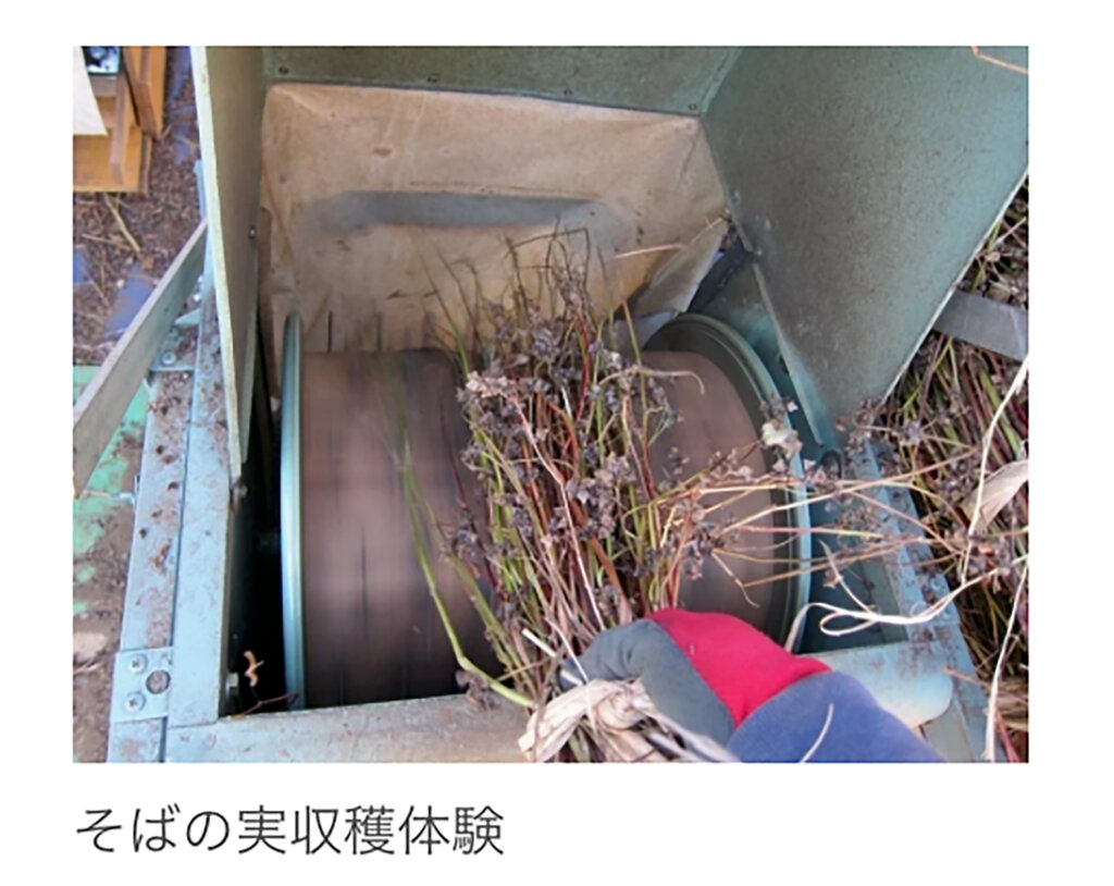 そばの実収穫体験の様子