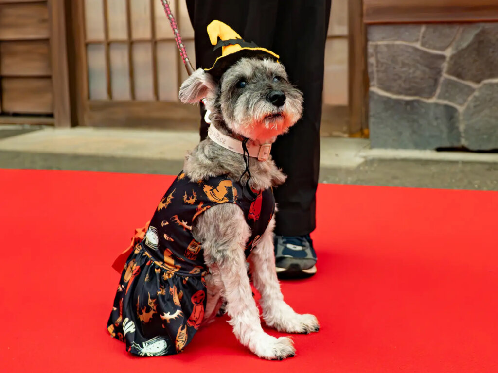 レッドカーペットに鎮座する犬