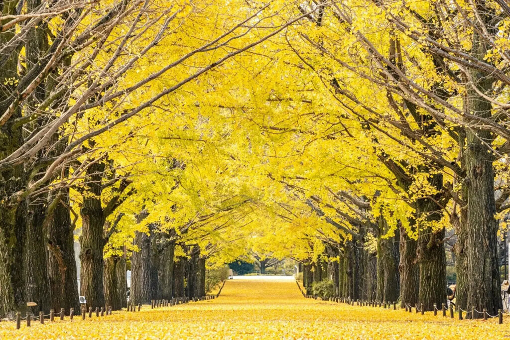 昭和記念公園の紅葉並木