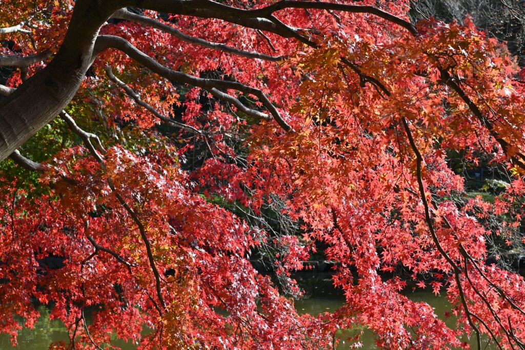 紅葉が広がる様