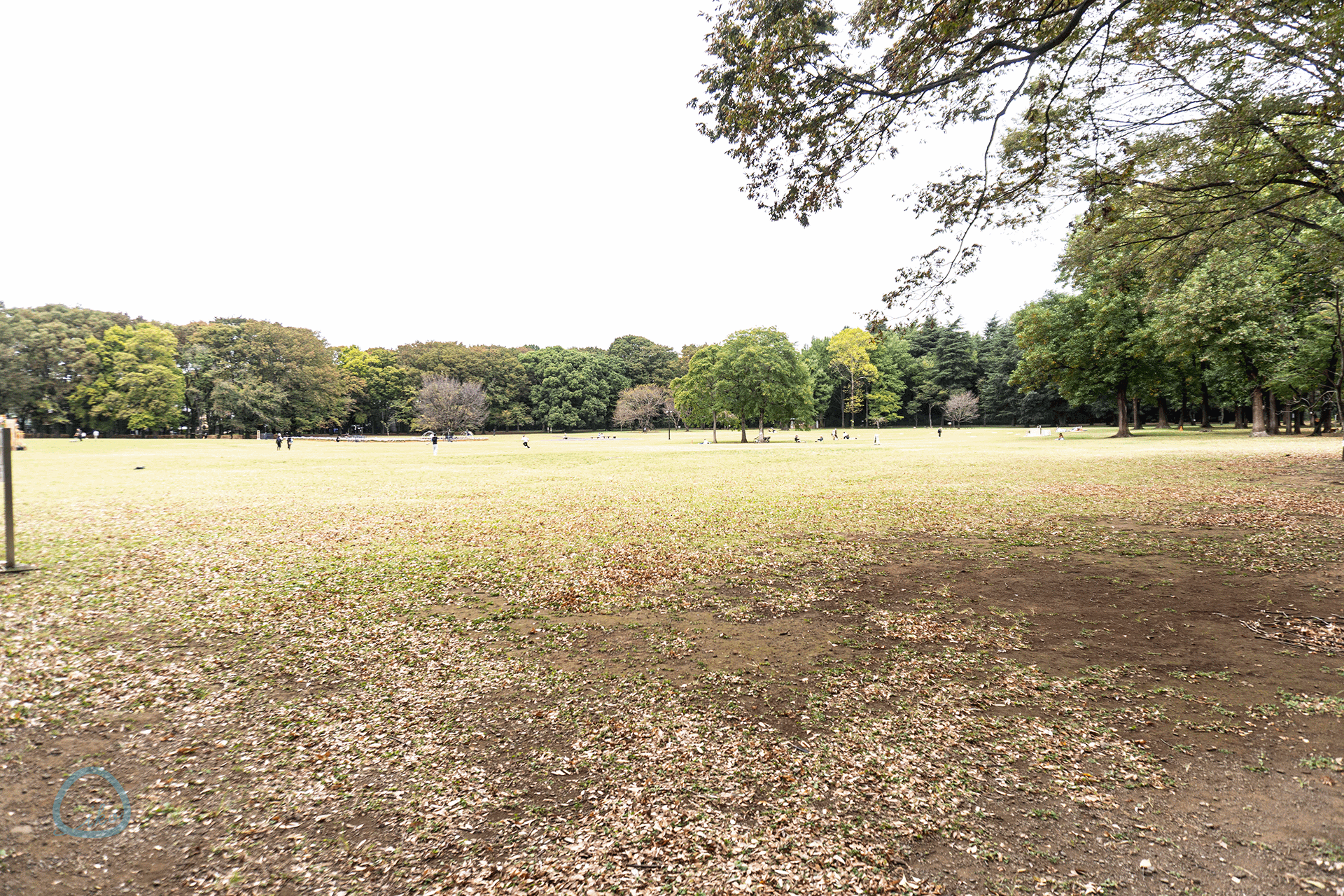 秋の小金井公園